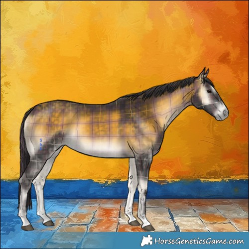 Horse Color:Plaid  Buckskin Onyx 
