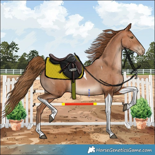 Horse Color:Bay Pearl Tobiano 