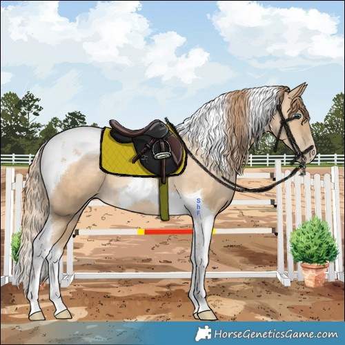 Horse Color:Buckskin Pearl Tobiano 
