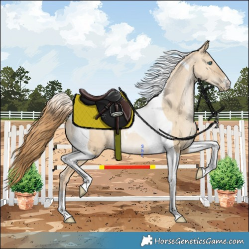 Horse Color:Buckskin Pearl Dun Tobiano 