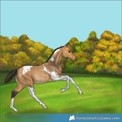 Horse Color:Buckskin Tobiano Rabicano 