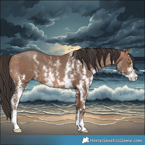 Horse Color:Sable Champagne Sabino Splash 