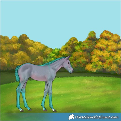 Horse Color:Unknown 