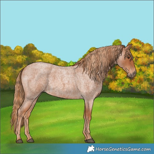 Horse Color:Red Roan and Red Roan
