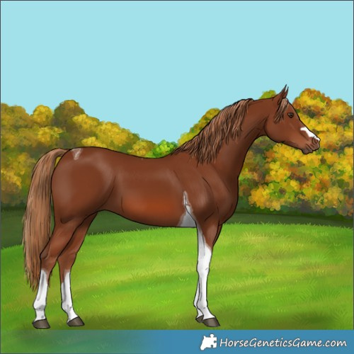 Horse Color:Chestnut Tobiano 