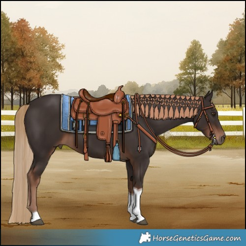 Horse Color:Liver Chestnut Tobiano 
