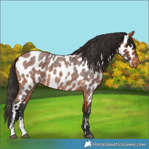 Horse Color:Bay Roan Sabino Appaloosa