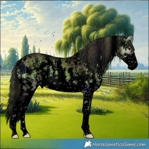 Horse Color:Void Plaid  Brown Onyx Sabino 