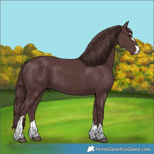 Horse Color:Chocolate Black