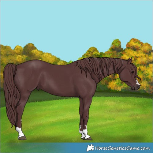 Horse Color:Chocolate Black