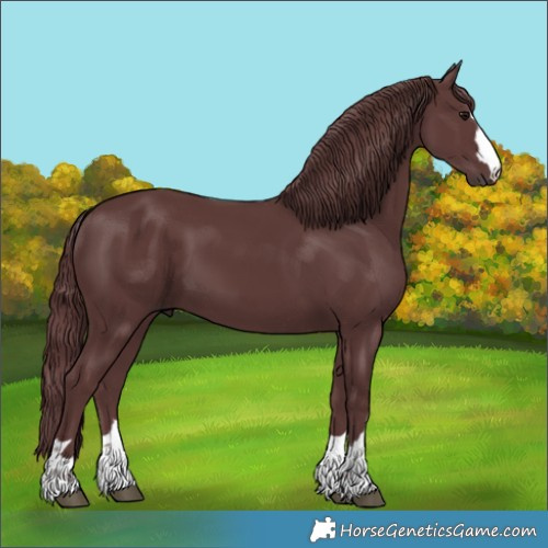 Horse Color:Chocolate Smoky Black