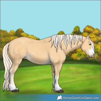 Horse Color:Palomino