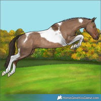 Horse Color:Liver Red Dun Tobiano Rabicano 