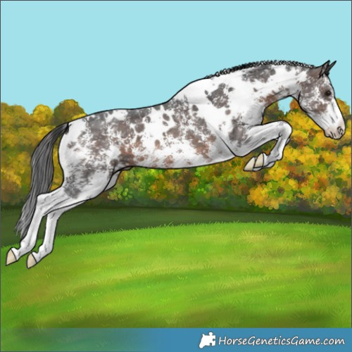 Horse Color:White Spotted Brown Sabino Appaloosa 