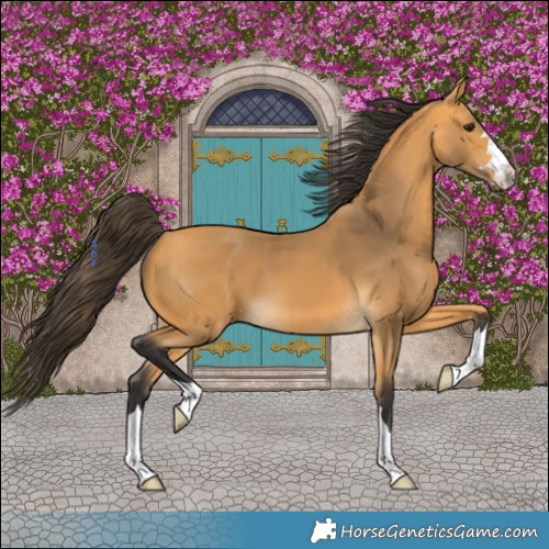 Horse Color:Buckskin 