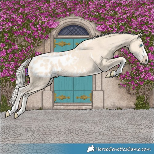 Horse Color:Cremello Splash Tobiano Blanket