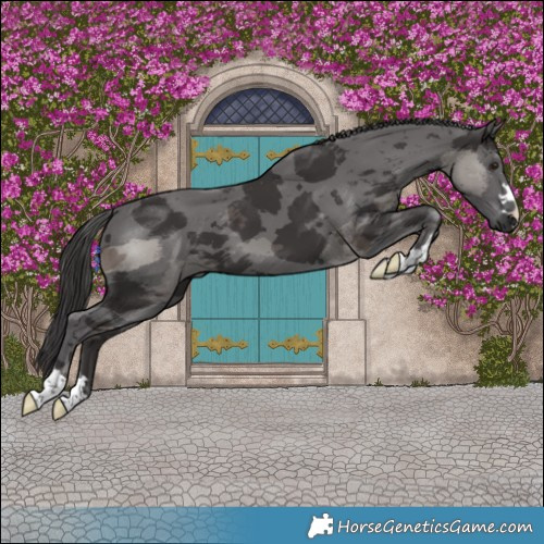 Horse Color:Smoky Black Merle 