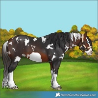 Horse Color:White Spotted Bay Splash Frame