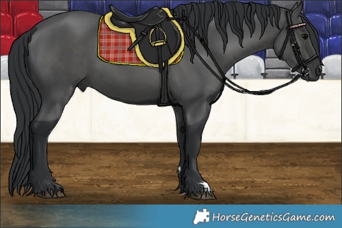 Horse Color:Black 