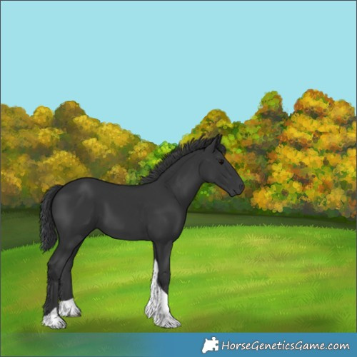 Horse Color:Black Tobiano 
