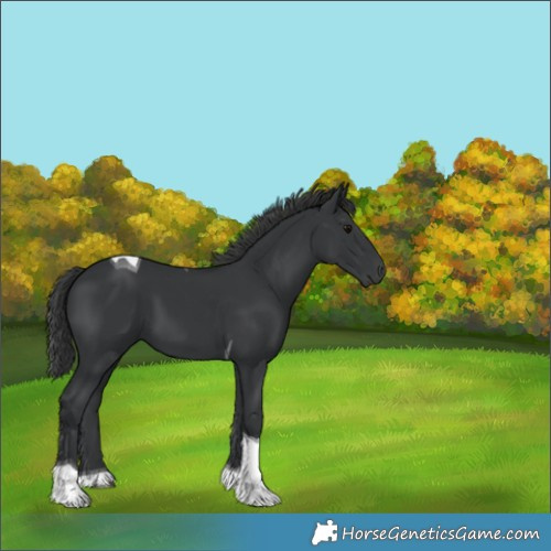 Horse Color:Black Tobiano