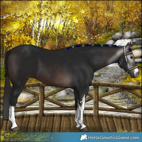 Horse Color:Gray White Spotted Bay 