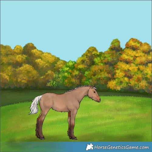 Horse Color:Silver Bay Dun 