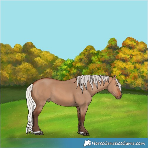 Horse Color:Silver Bay Dun 