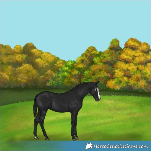 Horse Color:Gray Smoky Black Splash