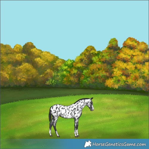 Horse Color:Black Sabino Near Leopard 