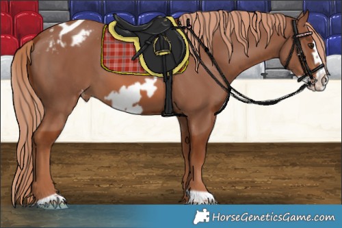 Horse Color:Chestnut Frame Appaloosa 