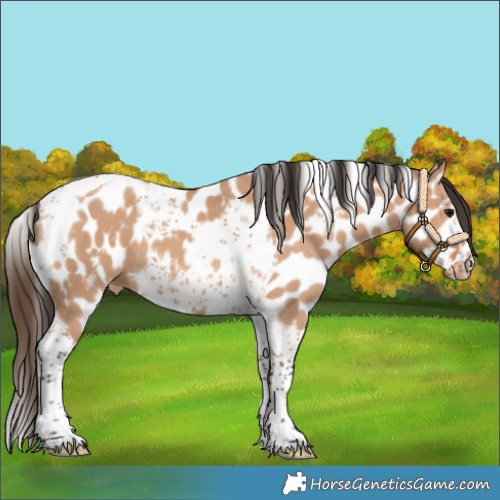 Horse Color:Bay Dun Tobiano Frame Leopard