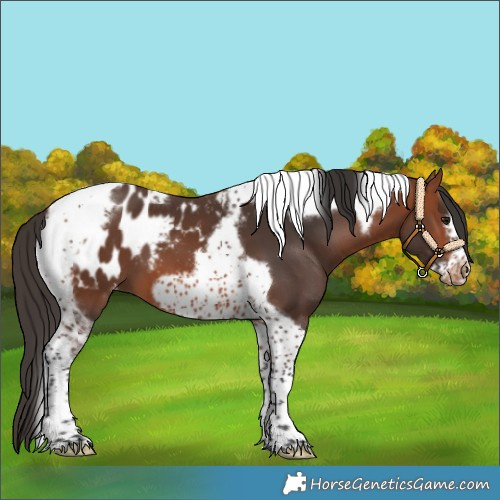 Horse Color:Bay Tobiano Frame Blanket