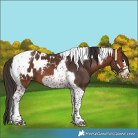 Horse Color:Bay Tobiano Frame Blanket 