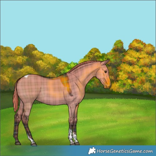 Horse Color:Unknown 