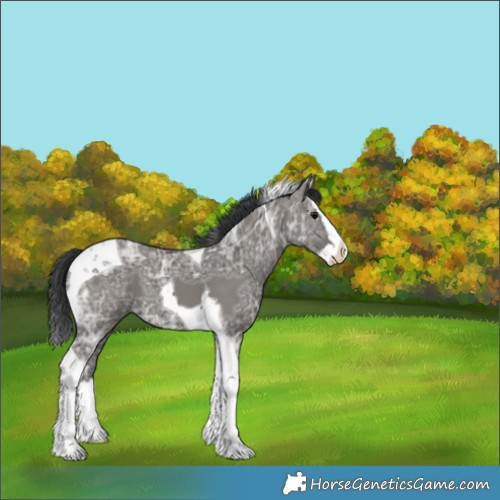 Horse Color:Grullo Ice Splash Tobiano 