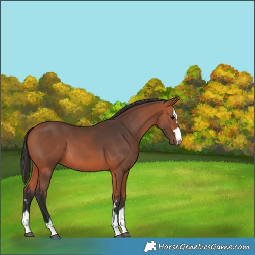 Horse Color:Unknown 