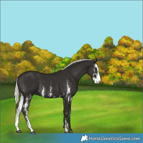 Horse Color:Unknown 