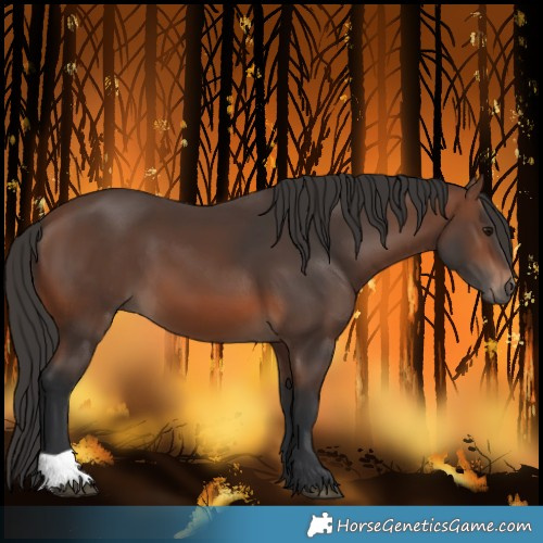 Horse Color:Brown