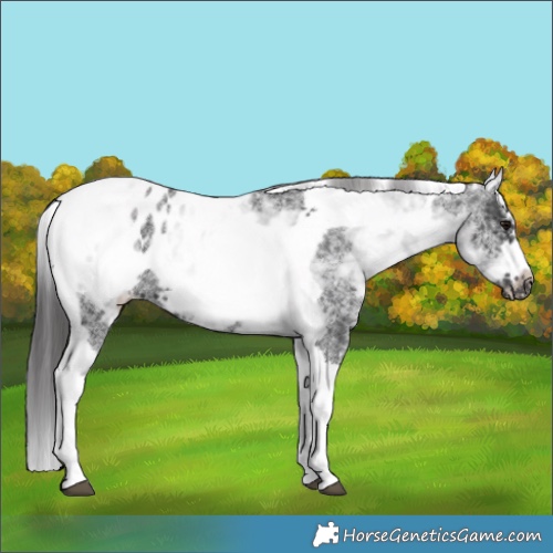 Horse Color:White Spotted Black Splash Tobiano Frame Appaloosa 