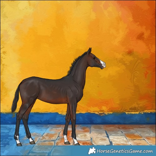 Horse Color:Brown Appaloosa 