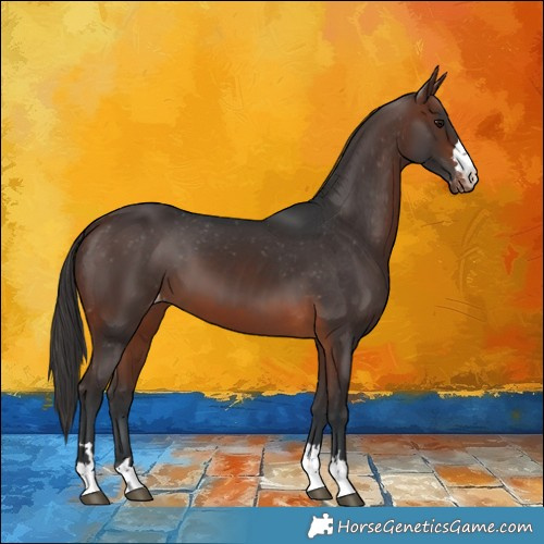 Horse Color:Brown Appaloosa 