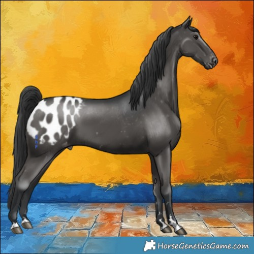 Horse Color:Black Appaloosa 