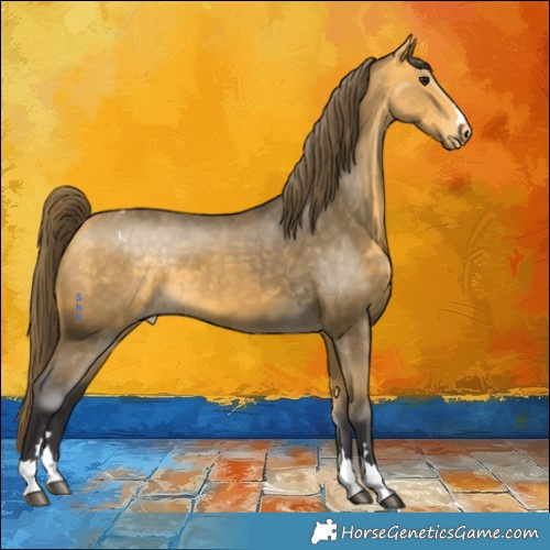 Horse Color:Buckskin Appaloosa 