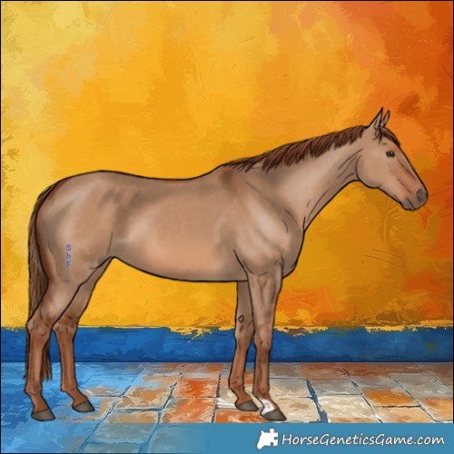 Horse Color:Red Dun 