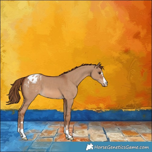 Horse Color:Red Dun Appaloosa 