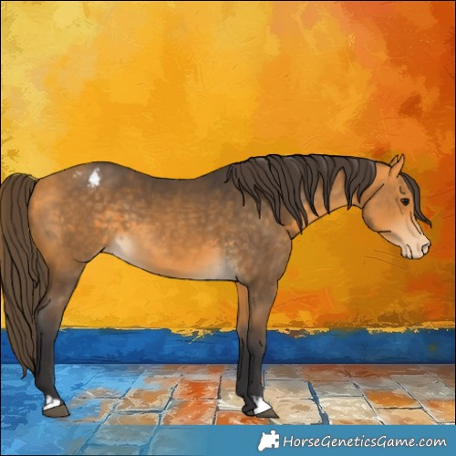 Horse Color:Buckskin Appaloosa 