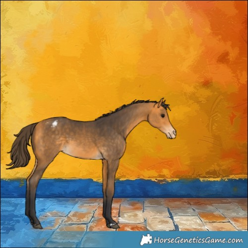 Horse Color:Buckskin Appaloosa 