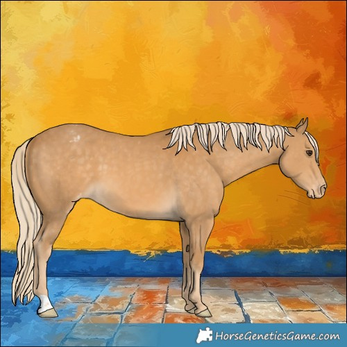 Horse Color:Palomino Appaloosa 