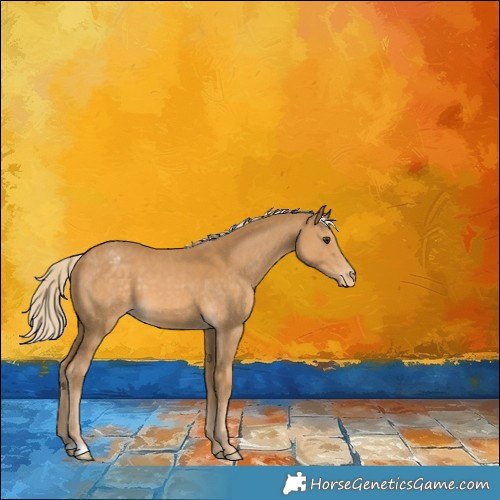 Horse Color:Palomino Appaloosa 